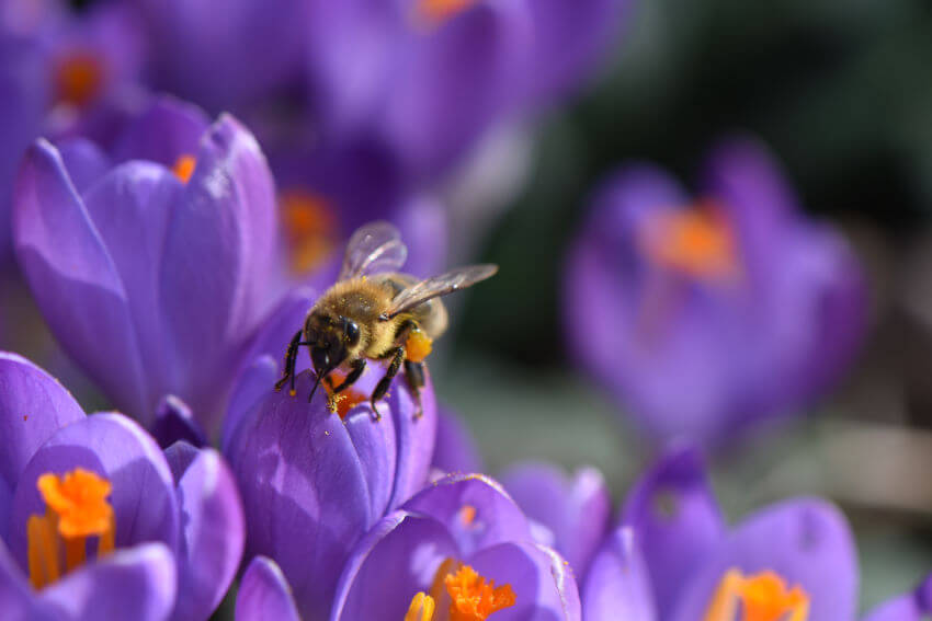Honigbiene auf einer Krokusblüte im Februar