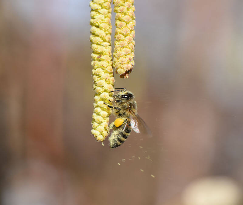 Eine Honigbiene sammelt Pollen an Haselnussblüten im Februar